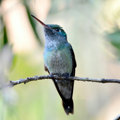 White-Chinned Sapphire